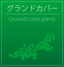 groundcover