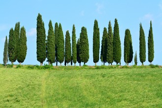 Tuscan hills